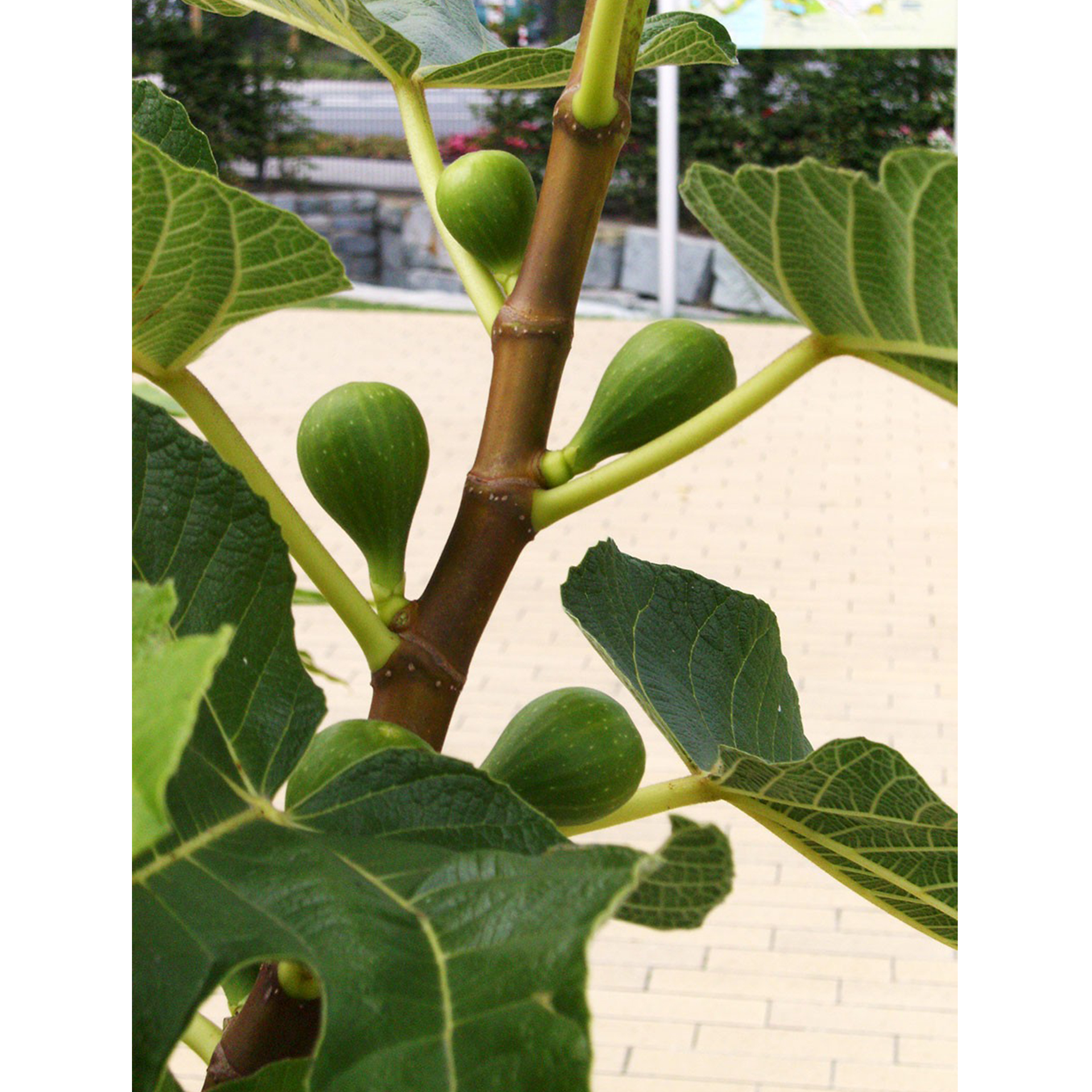 BIO Feige Paradiesische - Ficus carica, 12cm Topf
