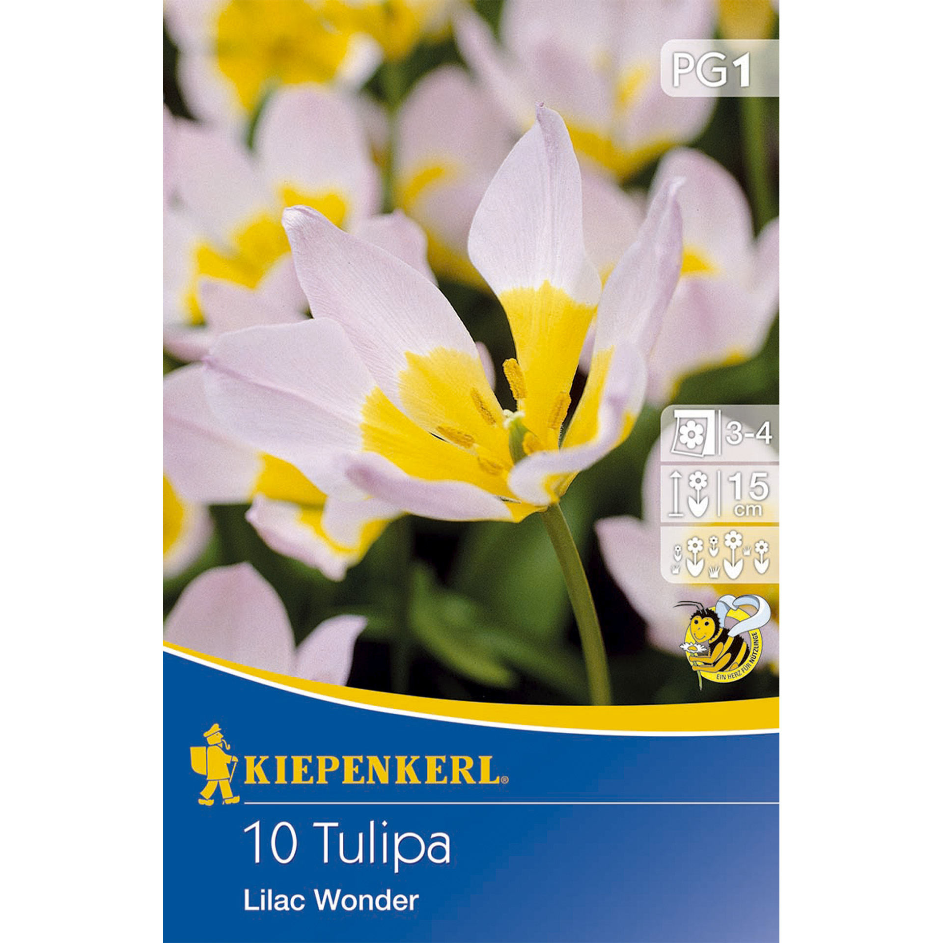 Tulpe im rosa-lila-Ton, Blütenblätter mit spezieller schmaler Form
