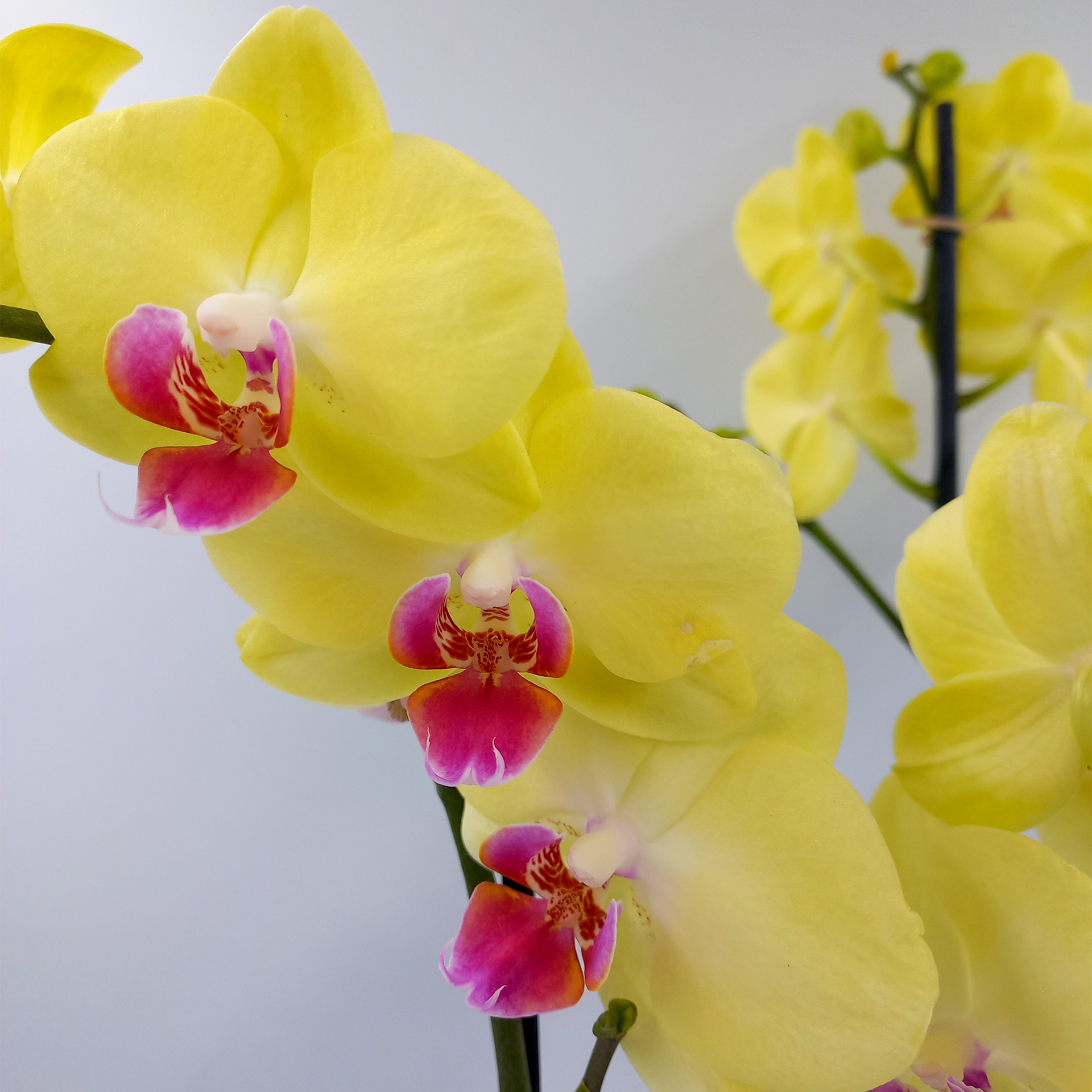 Orchidee Schmetterlings-Orchidee Zimmerpflanze pflegeleicht