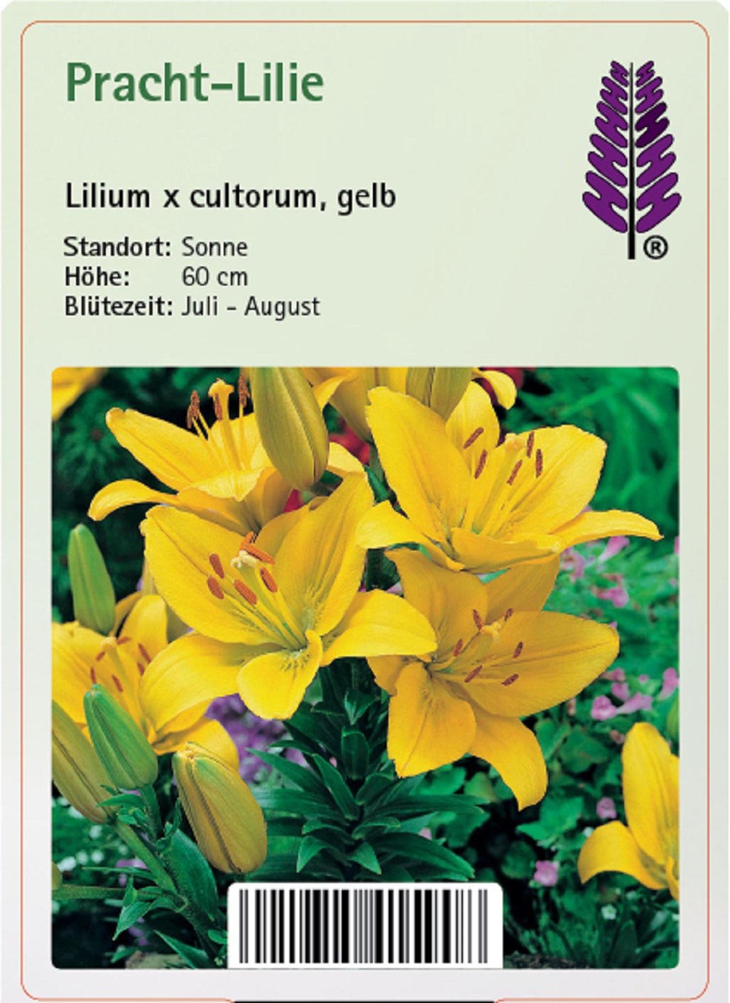 Pracht-Lilie - Lilium x cultorum 'gelb', 11cm Topf