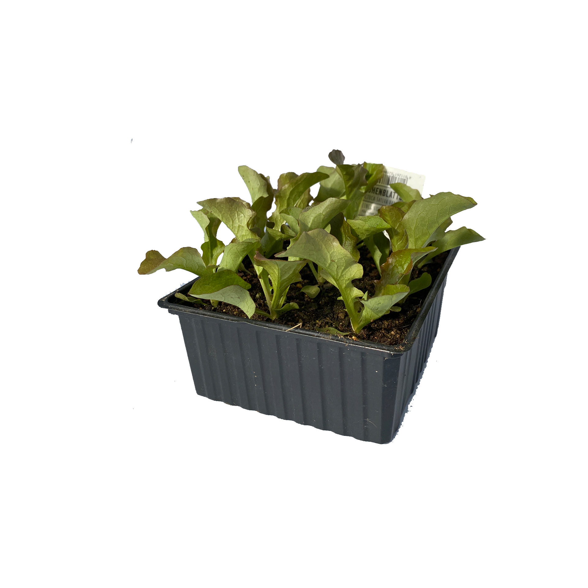 Eichblattsalat grün - Salatpflanzen Schale 9er