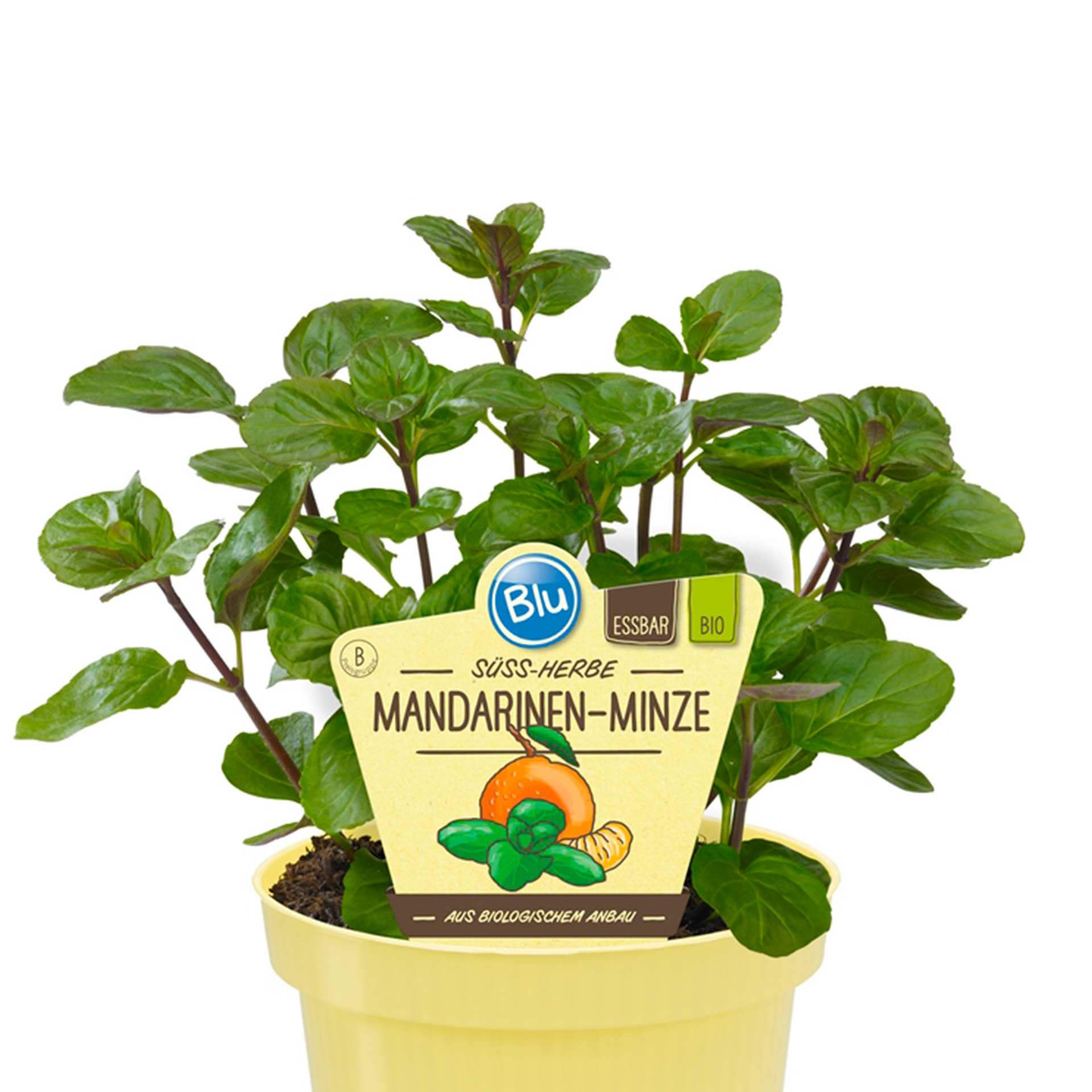 Mandarinen-Minze im Pflanztopf mit Pflanzenstecker