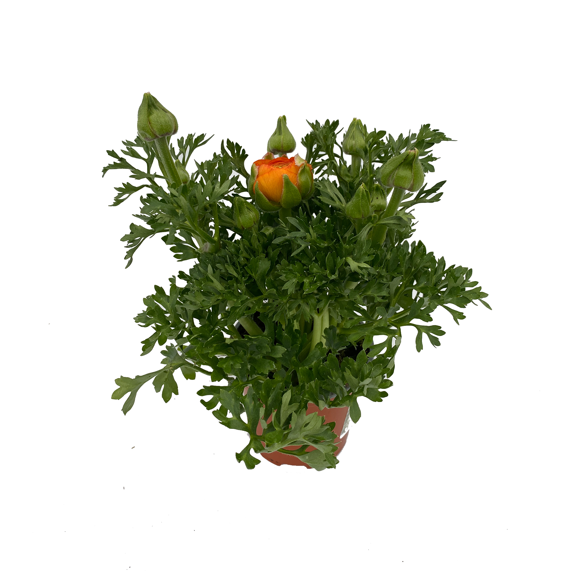 Ranunkel - Ranunculus asiaticus, orange, 10cm Topf