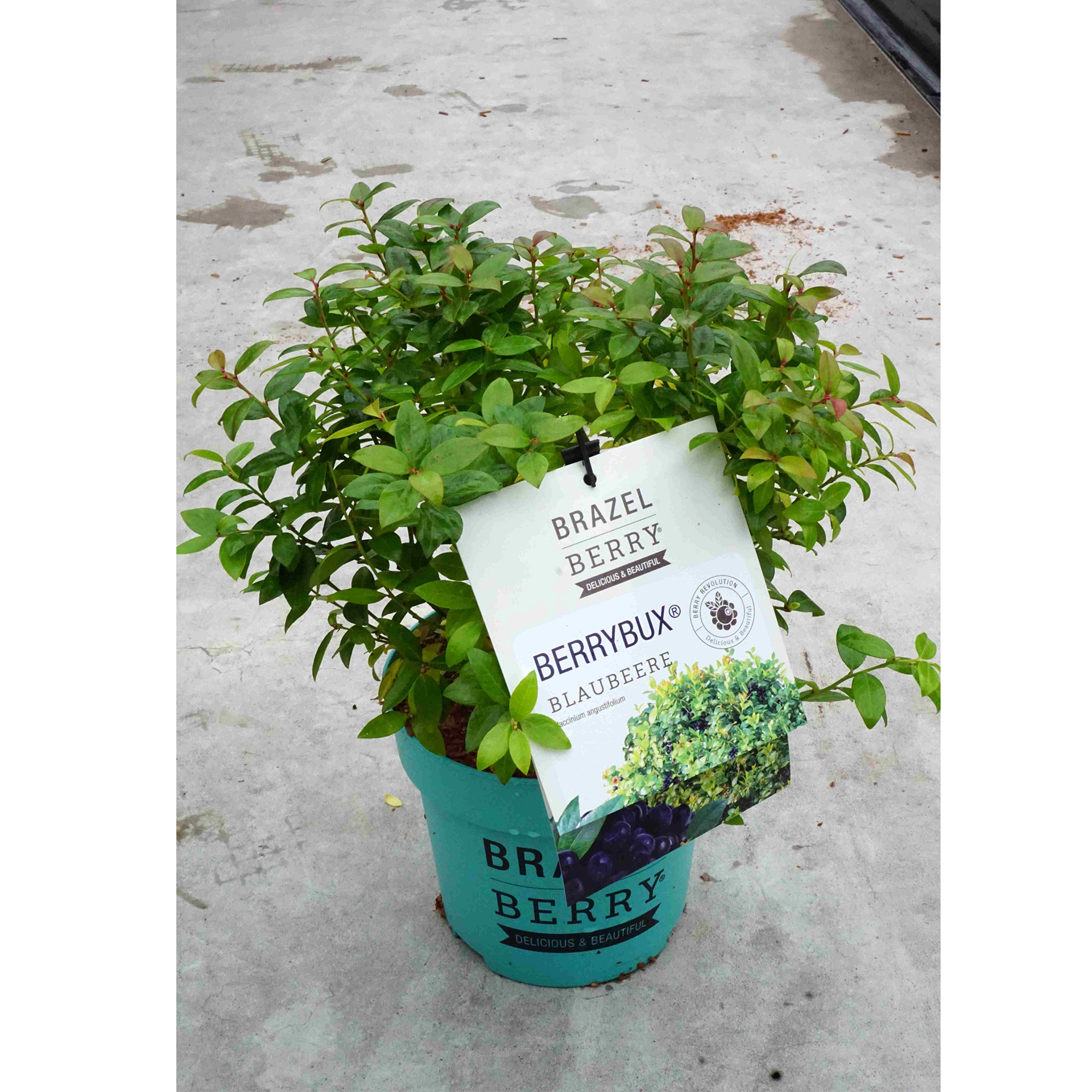 Heidelbeere BrazelBerry Berry Bux  Beerenobst hohe Erträge