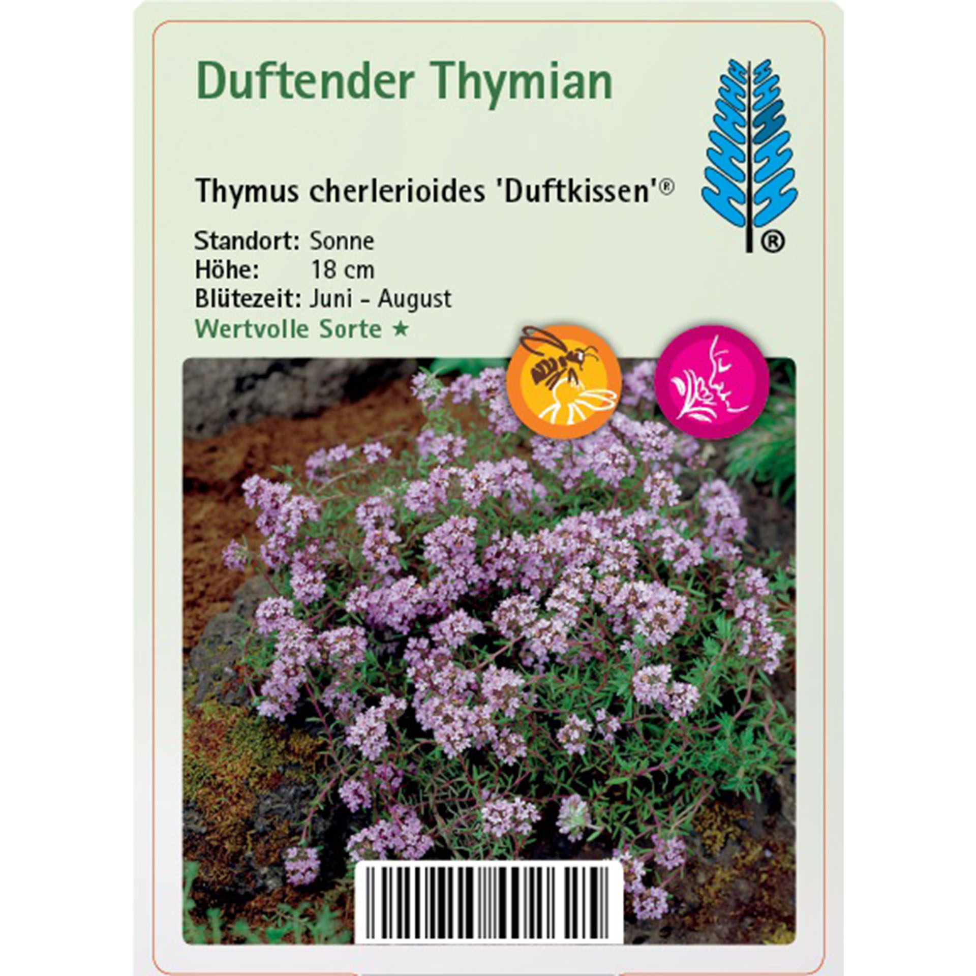 Kräuter, Pflanze, Blume, Boden
