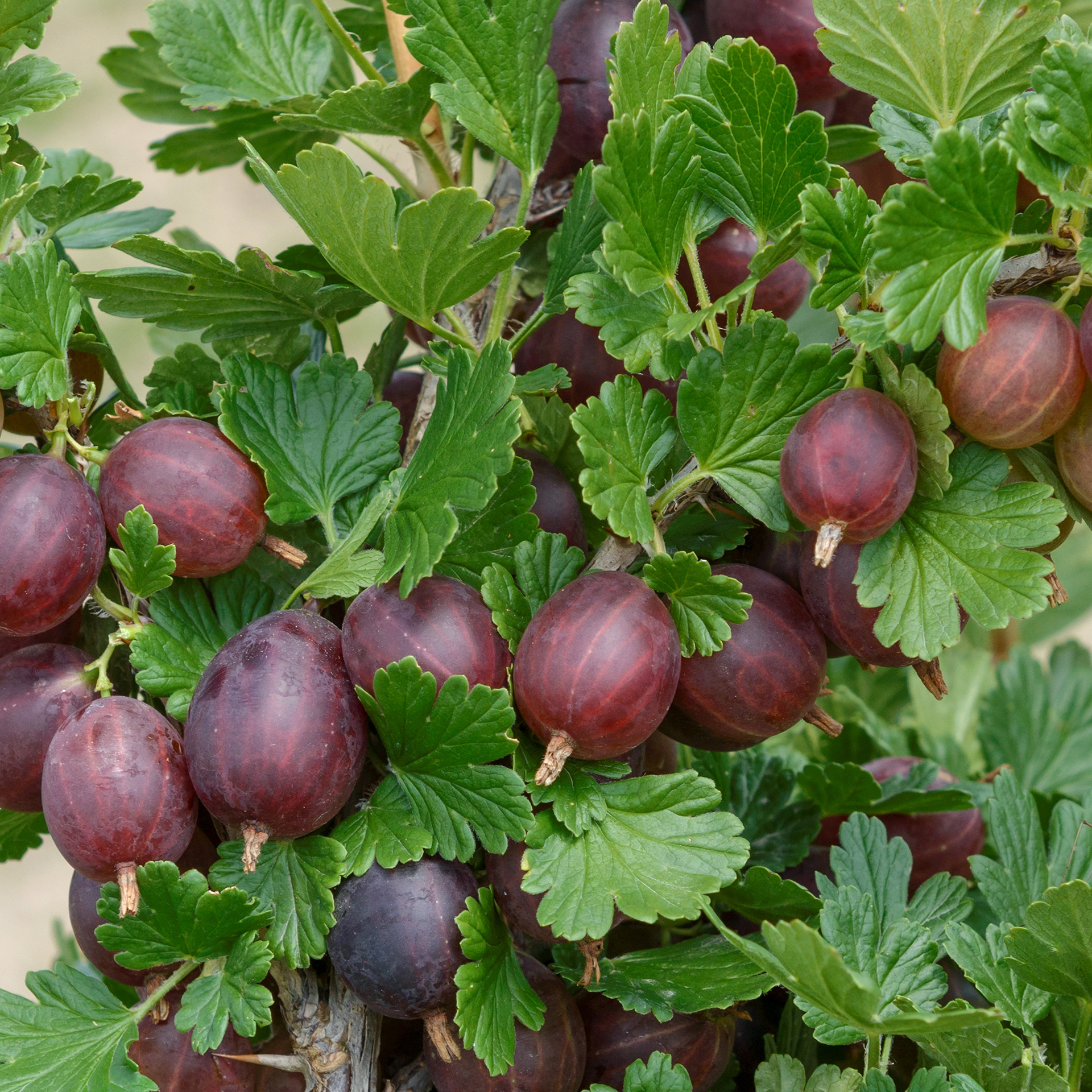 Rote Stachelbeere - Ribes uva-crispa 'Hinnonmäki' rot, C3,4