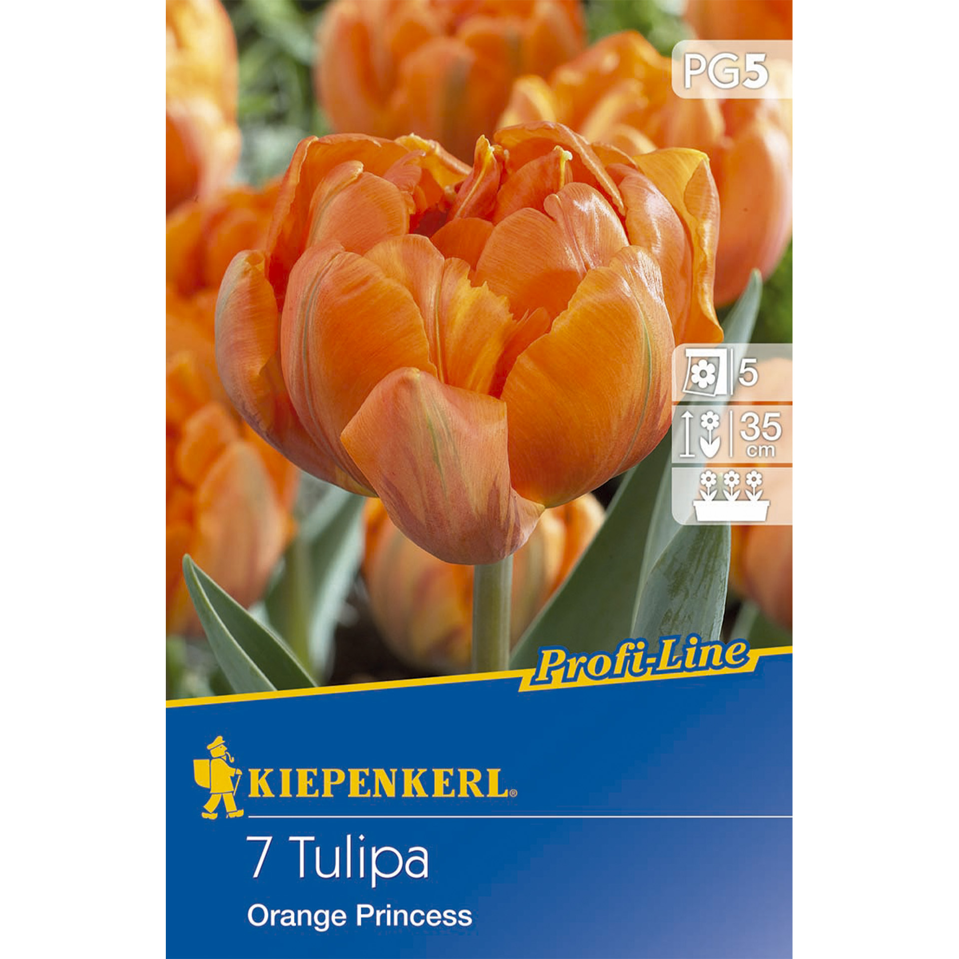 Tulpe Orange Princess Blumenzwiebel