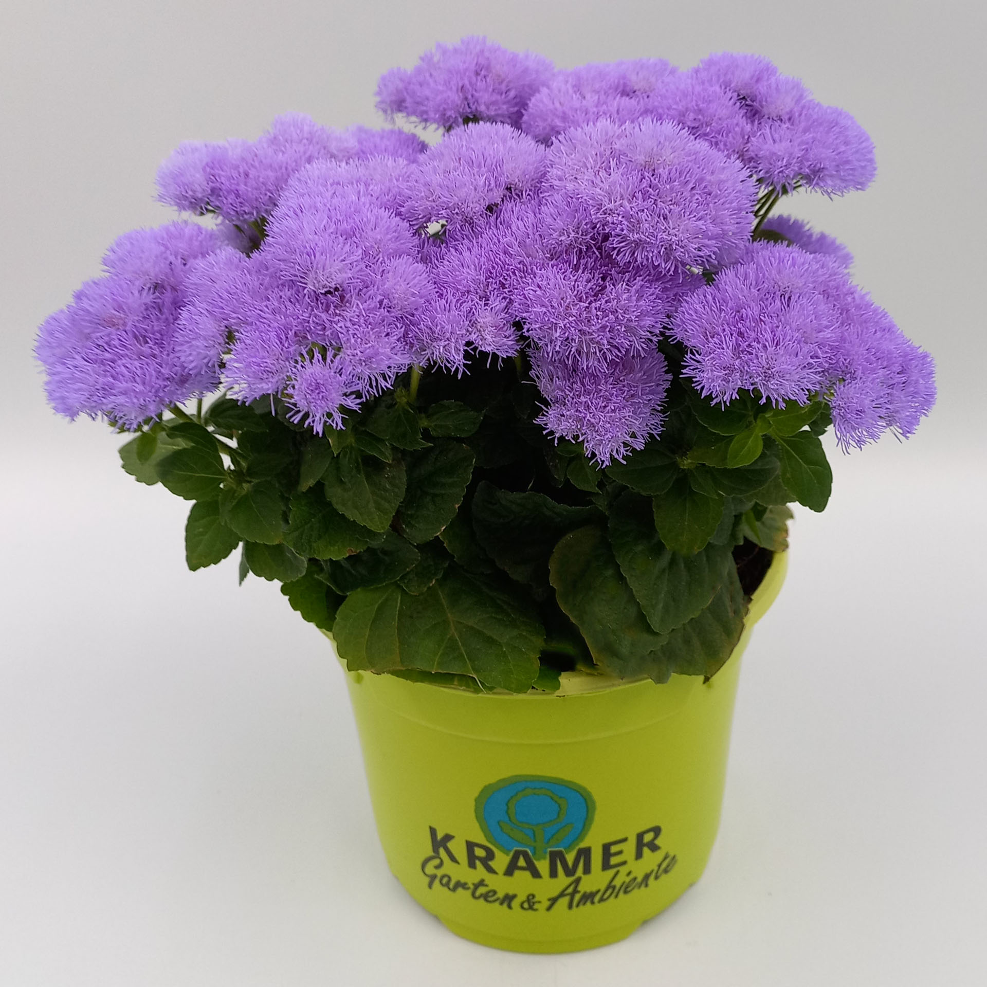 Leberbalsam mit lila Blüten 
