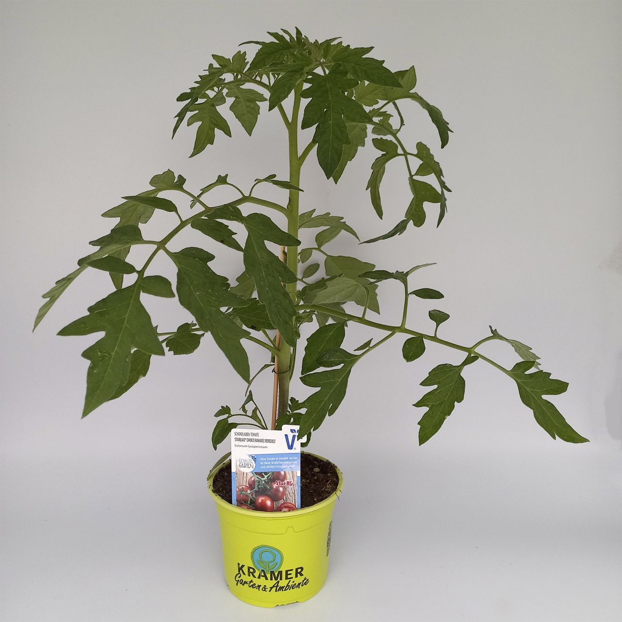 StrauchTomate 'Starlias® Choco' (Kakao), Tomatenpflanze