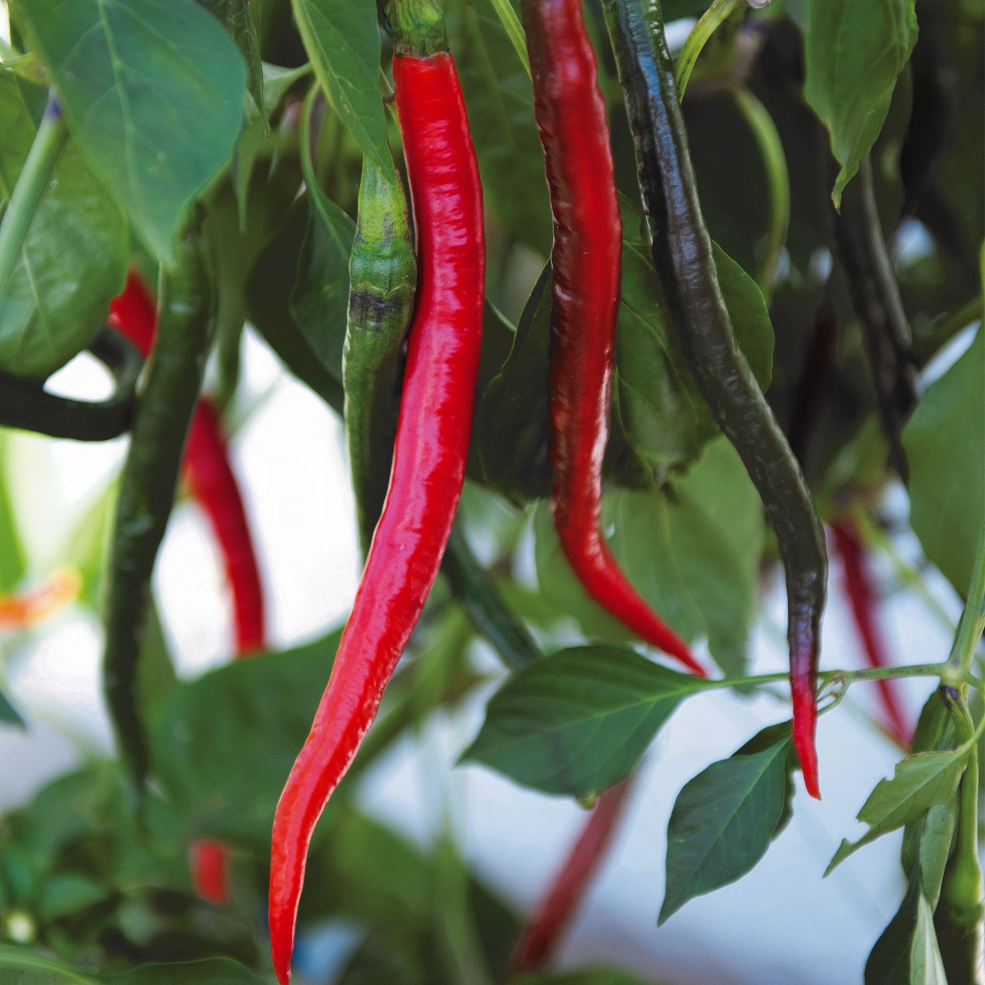 BIO Chili Joe's Long Capsicum anuum var. longum