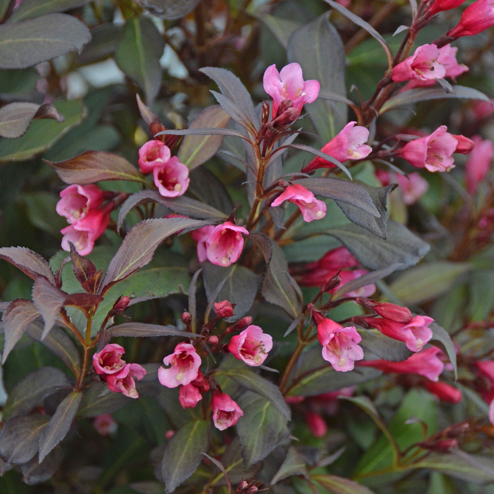 Rotlaubige Weigelie Weigela florida 'Wine and Roses'®