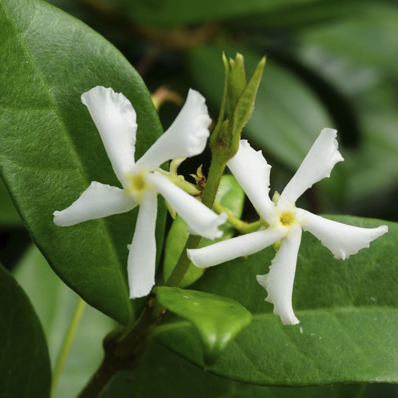 Sternjasmin Trachelospermum jasminoides