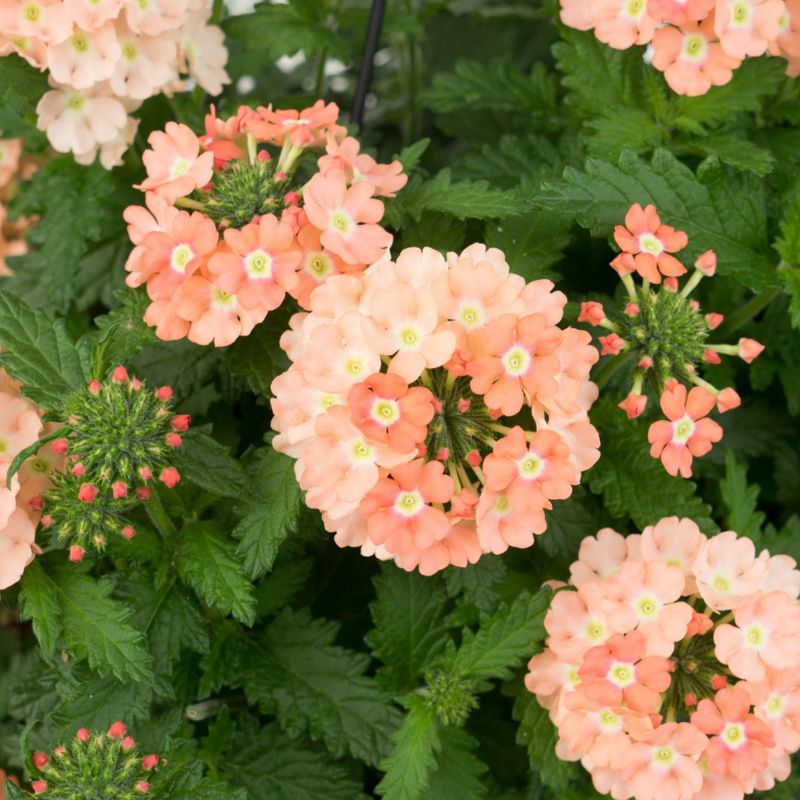 Verbene Verbena 'Empress® Flair Peach'