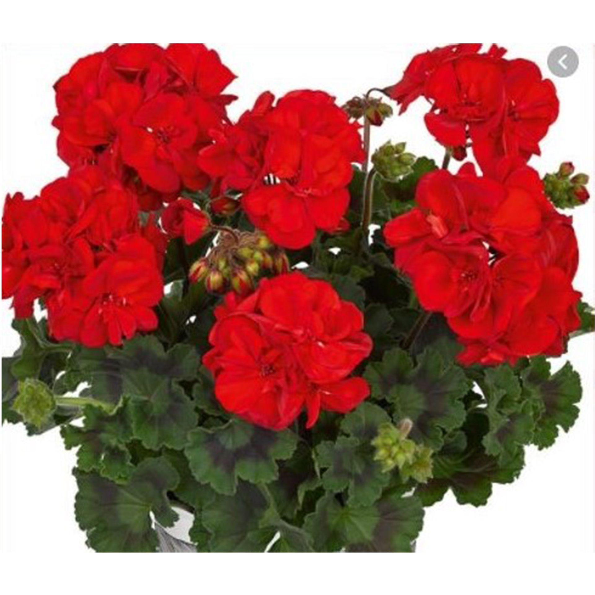 Geranie stehend 'Dolce Vita Mylena' Pelargonium zonale